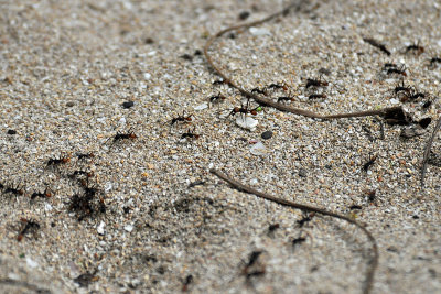 Army ants, Cahuita.jpg