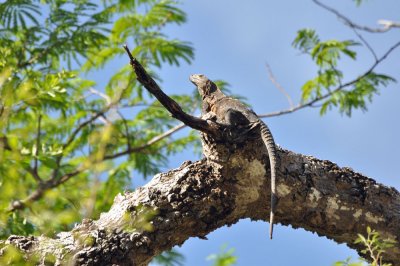 Black iguana, Palo Verde.jpg