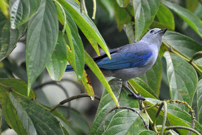 Blue-Gray tanager, Cahuita.jpg