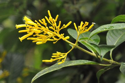 Cafecillo (Rubiaceae), Monteverde.jpg