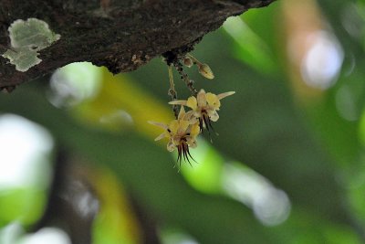 Cocoa tree flowers, Arenal.jpg