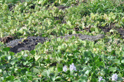 Crocodile, Palo Verde.jpg