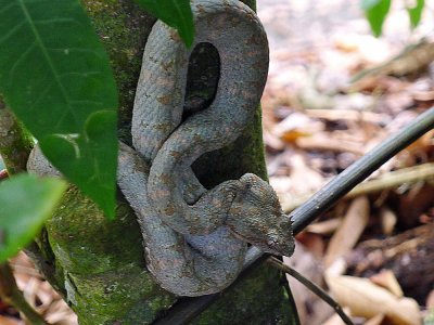 Eyelash viper, Cahuita.jpg