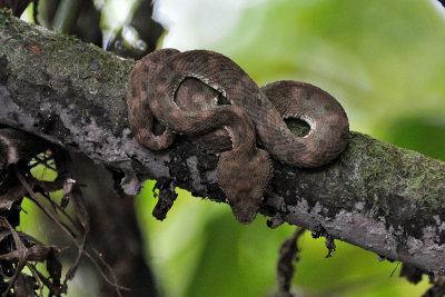 Eyelask viper, Arenal.jpg