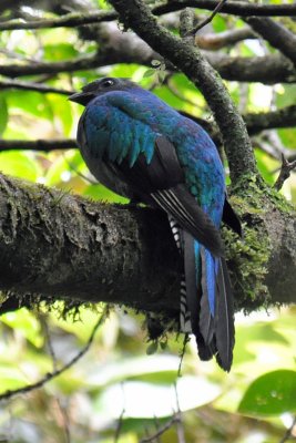 Female quetzal.jpg