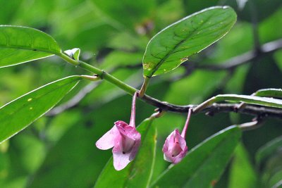 Drymonia sp. Monteverde.jpg