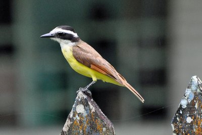 Great kiskadee, Cahuita.jpg