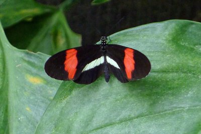 Heliconius erato, Monteverde.jpg