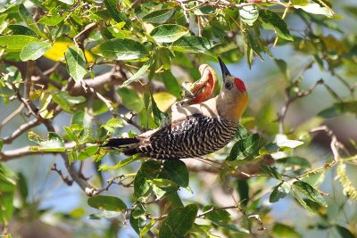 Hoffmann's woodpecker, Palo Verde.jpg