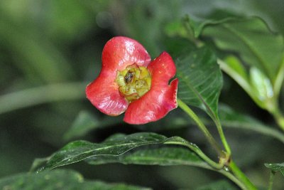 Psychotria sp., hotlips, Monteverde.jpg