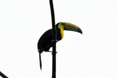 Keel-billed toucan, Arenal.jpg