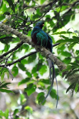 Male quetzal.jpg
