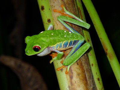 Red-eyed tree frog, Cahuita.jpg