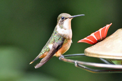 Ruby-throated hummingbird female.jpg