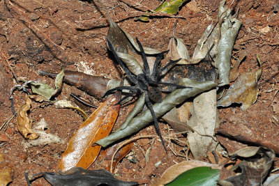 Spider on nightwalk, Monteverde.jpg