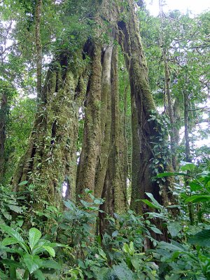 Strangler fig, Monteverde.jpg