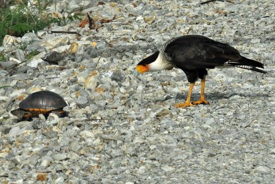 Turtle and Crested Caracara, Palo Verde.jpg