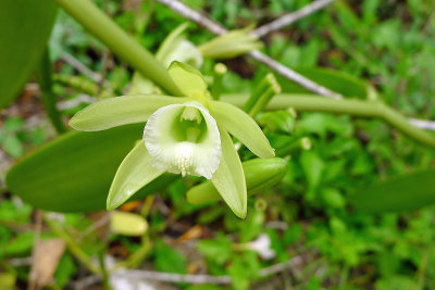 Vanilla orchid, Cahuita.jpg