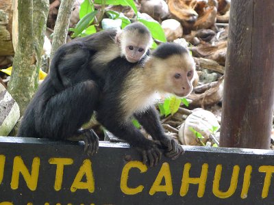 White faced monkey and baby, Cahuita.jpg