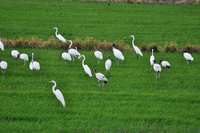 Wood storks and Great Egrets, Palo Verde.jpg