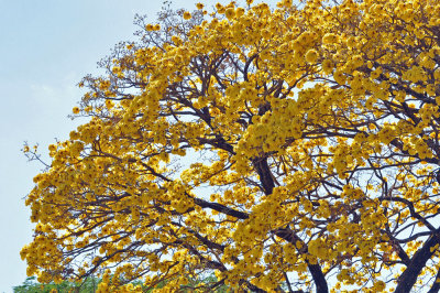 Yellow Cortez, Palo Verde.jpg