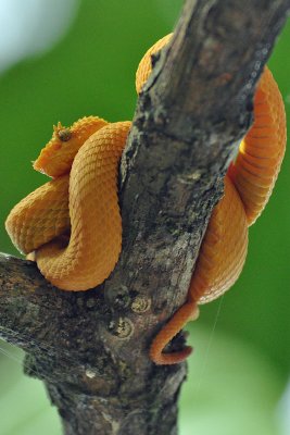 Yellow eyelash viper, Cahuita.jpg