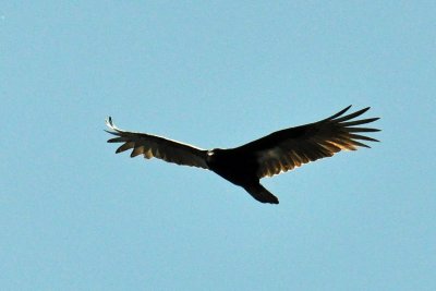 Turkey vulture.jpg