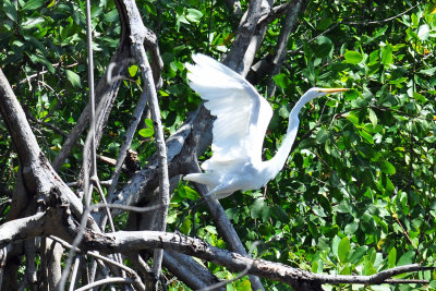 Great egret taking flight.jpg