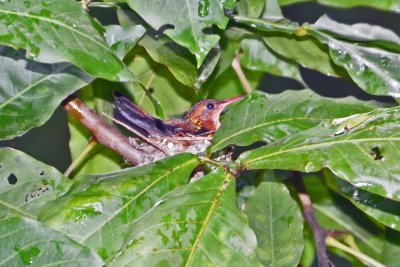 Cinnamon hummingbird.jpg