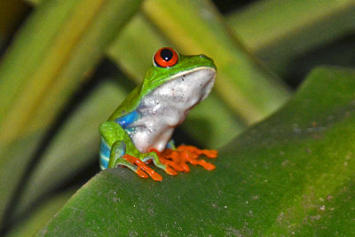 Red-eyed tree frog.jpg