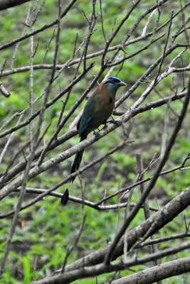 Blue crowned motmot.jpg