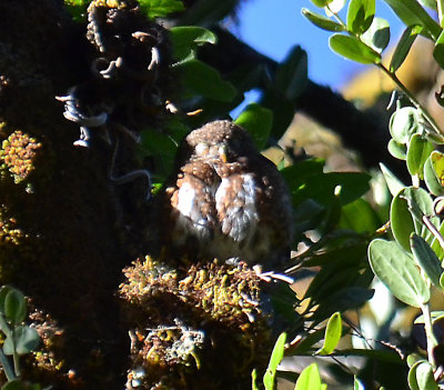 Costa Rican Pygmy-Owl. juvenile.jpg