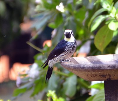 Acorn Woodpecker, Savegre.jpg