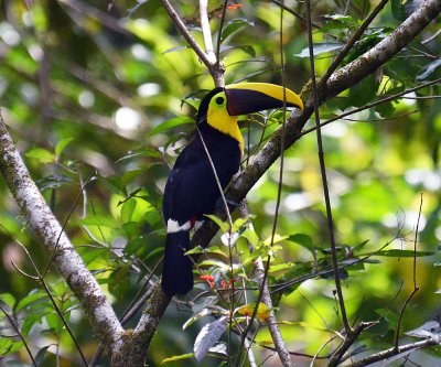 Chestnut-mandibled Toucan.jpg