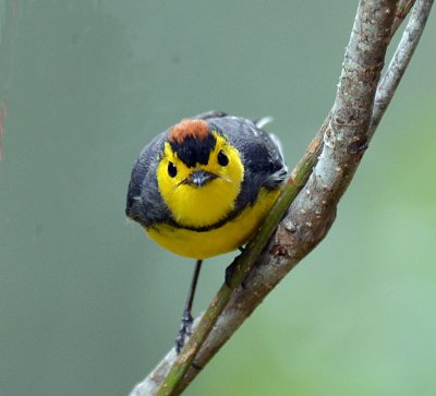 Costa Rica March 2012: Birds