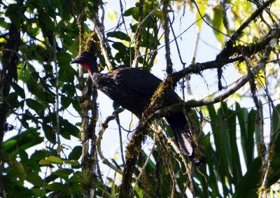 Crested Guan (1).jpg