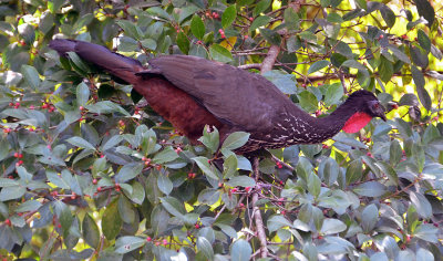 Crested Guan (2).jpg