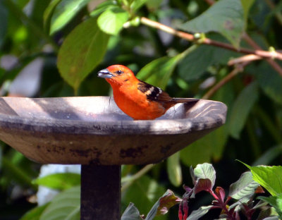 Flame - coloured Tanager.jpg