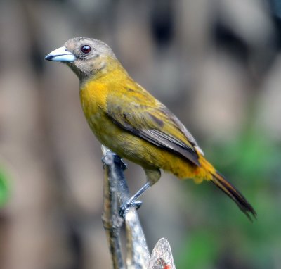 Flame-coloured Tanager, female (2).jpg