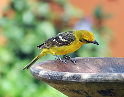 Flame-coloured Tanager, female.jpg