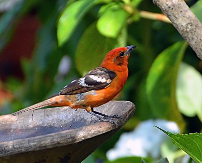 Flame-coloured Tanager, male.jpg