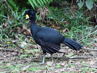 Great Curassow, male.jpg