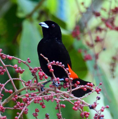 Passerini's Tanager.jpg