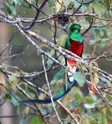 Resplendant Quetzal (1).jpg