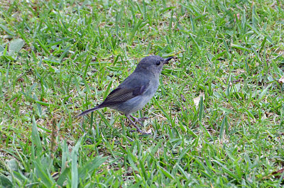 Slaty Flowerpiercer, Savegre.jpg