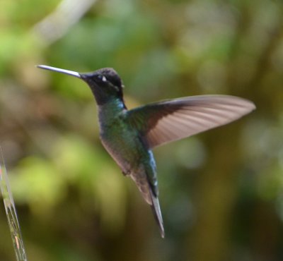 White-necked Jacobin.jpg