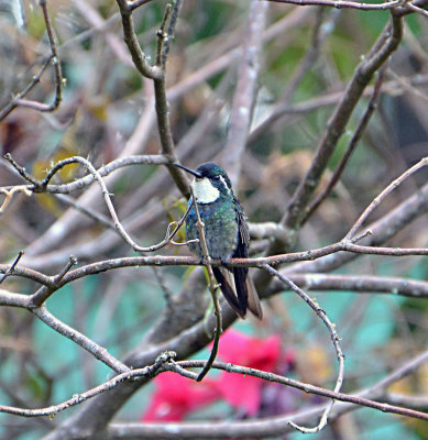 Costa Rica March 2012: Birds