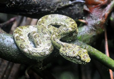 Eyelash Viper (1) at Rara Avis.jpg