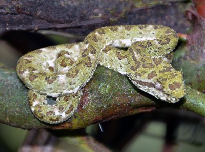 Eyelash Viper (2).jpg