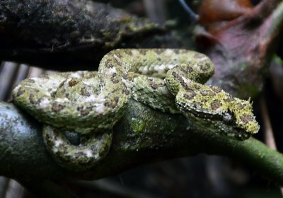 Eyelash Viper (3).jpg